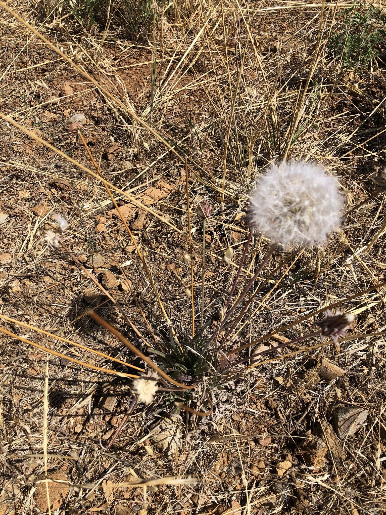 Plancia ëd <i>Agoseris <i>grandiflora</i></i> var. grandiflora