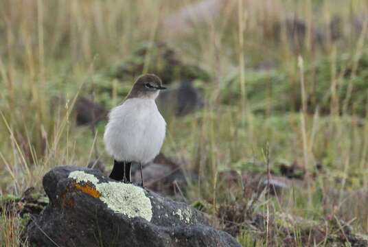 Image of Paramo Ground Tyrant