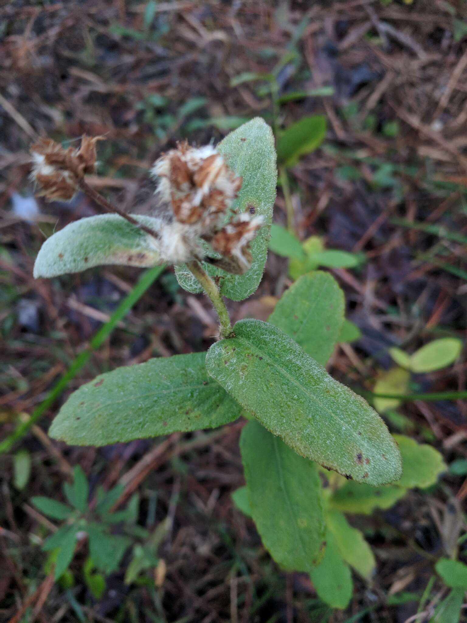 Pluchea longifolia Nash resmi