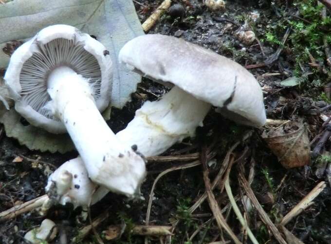 Image of Tricholoma cingulatum (Almfelt ex Fr.) Jacobasch 1892