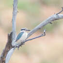 صورة Todiramphus pyrrhopygius (Gould 1841)