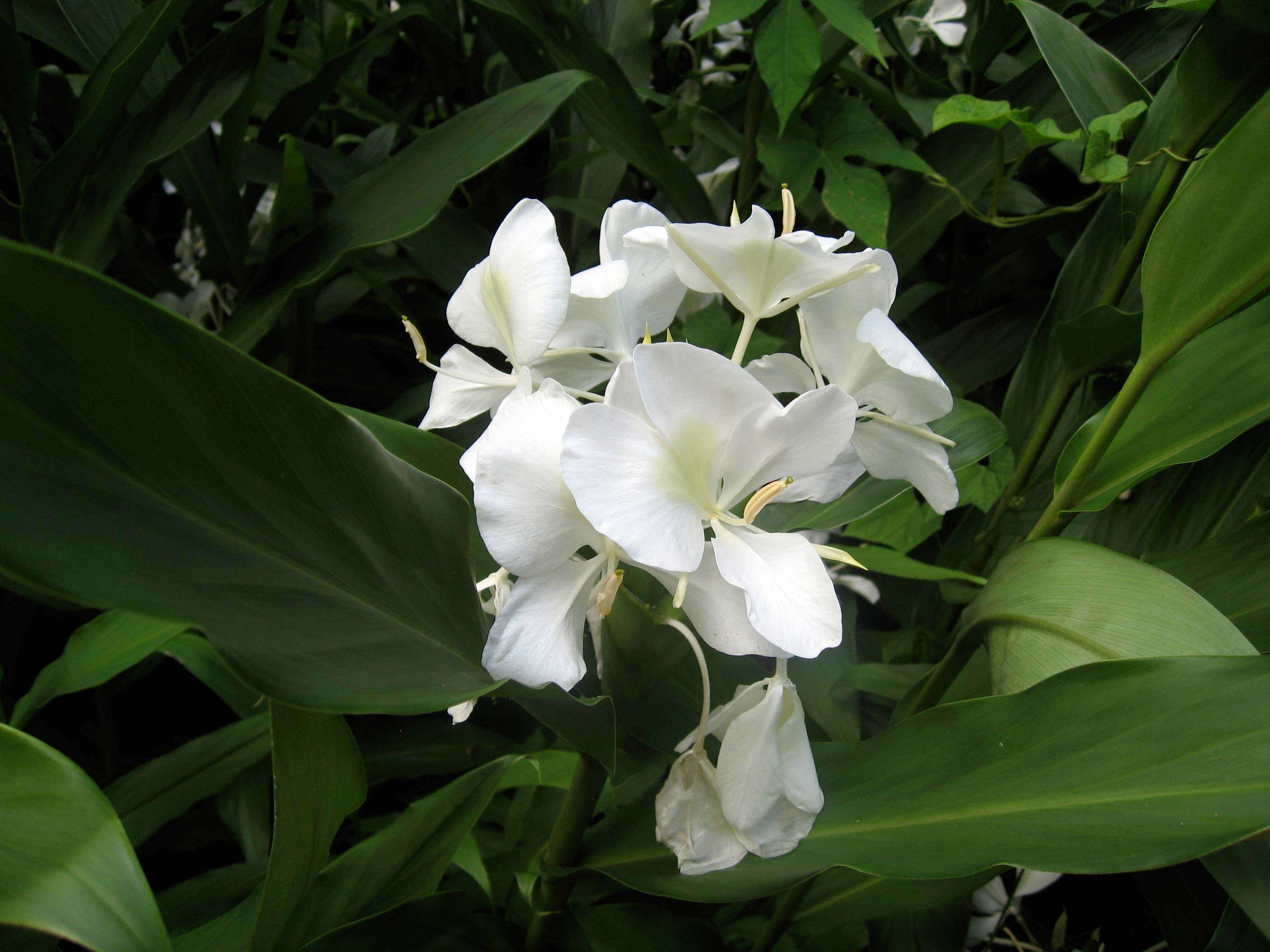 Imagem de Hedychium coronarium J. Koenig