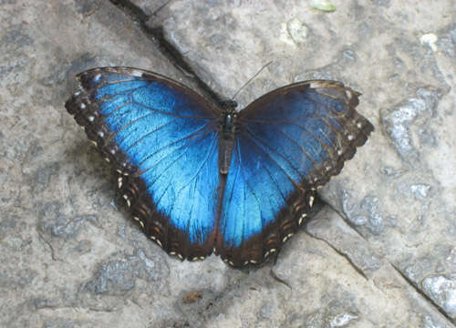 Image of Morpho peleides Kollar 1850