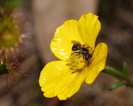 Image of Lasioglossum sphecodoides (Smith 1853)