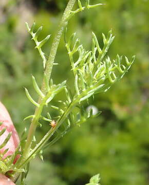 Image of Ursinia chrysanthemoides (Less.) Harv.