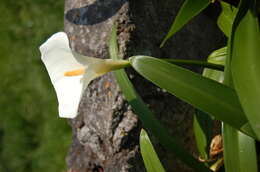 Image of Arum lily