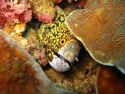 Image of Snowflake moray