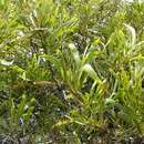 Imagem de Acacia heterophylla (Lam.) Willd.
