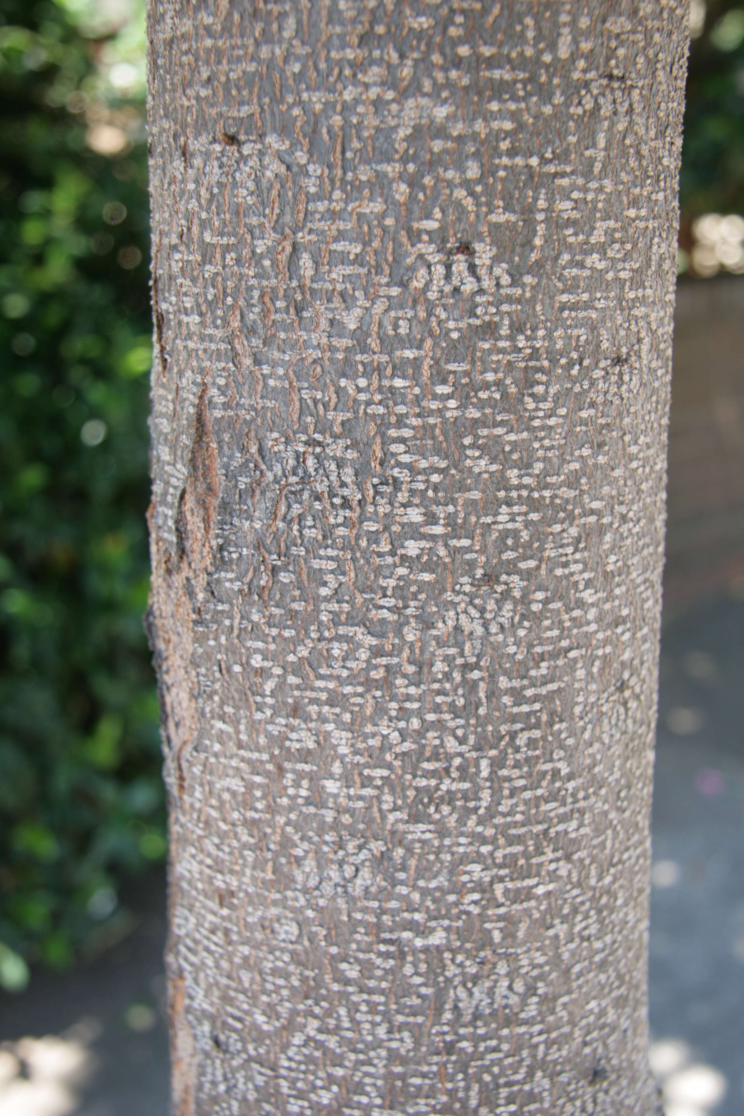 Image of Red silky oak