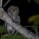 Image of Mantanani Scops Owl