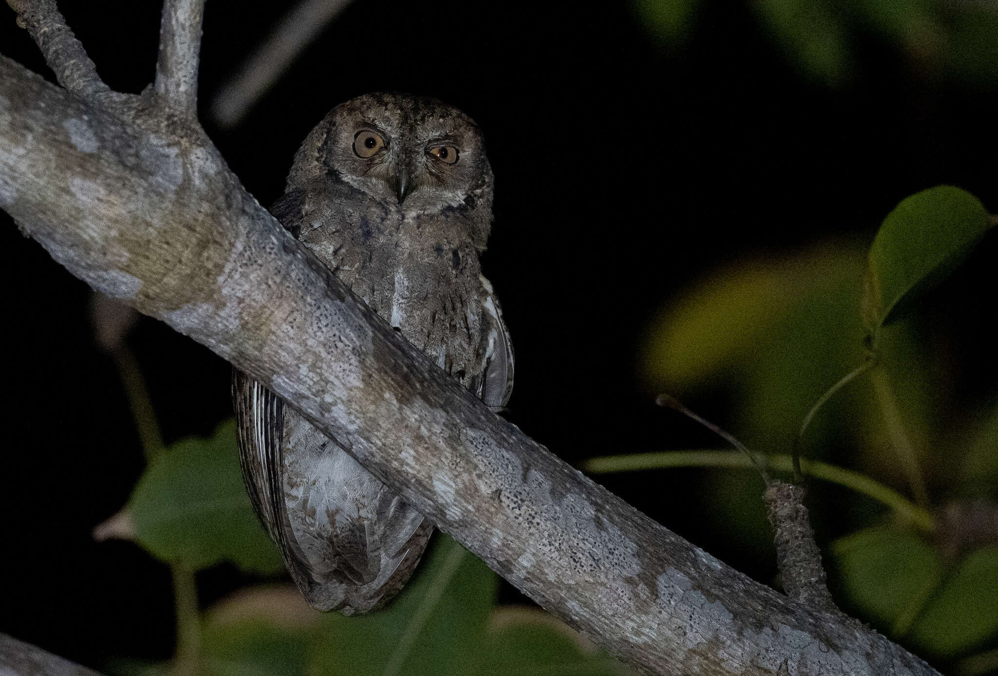 Image of Mantanani Scops Owl