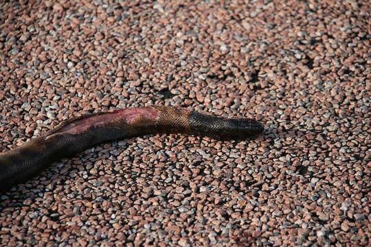 Image of Black-headed Python