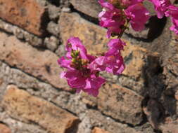 Image of Antirrhinum tortuosum Bosc ex Vent.