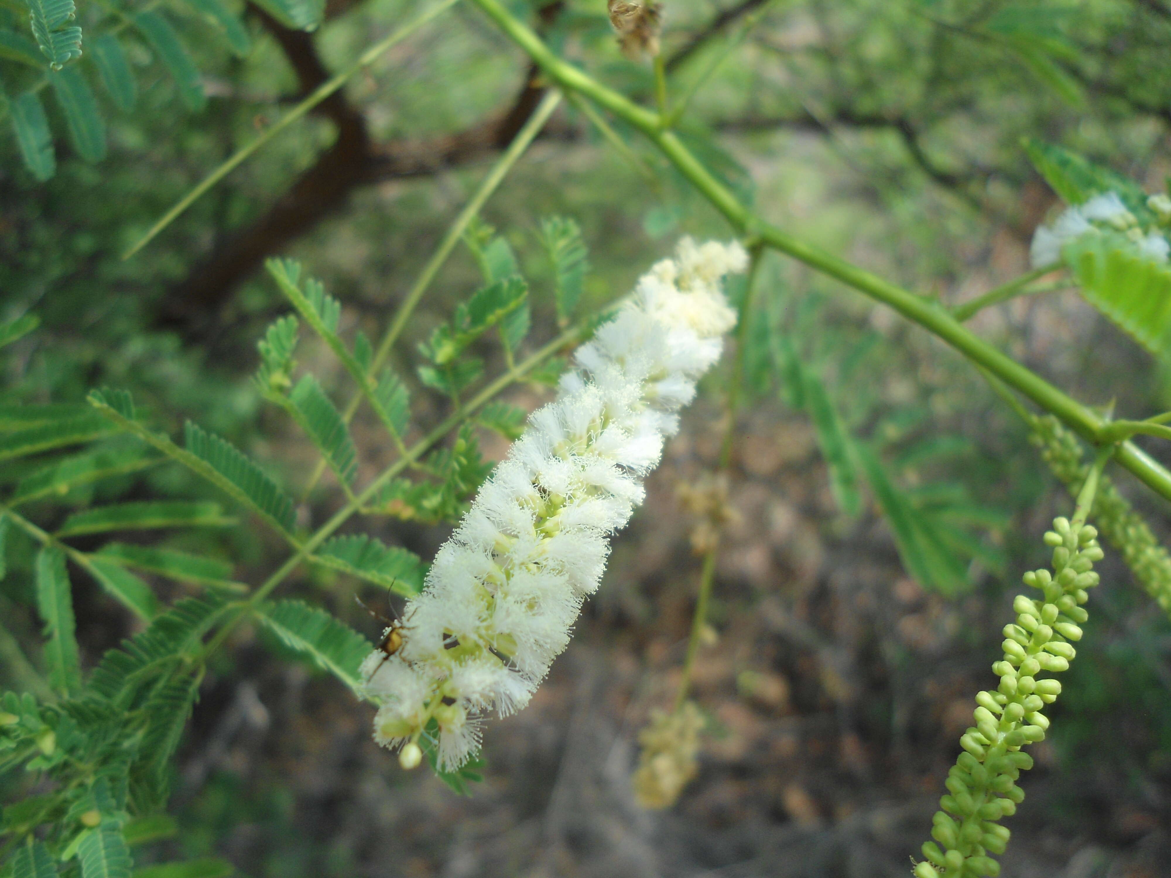 Image of mesquite