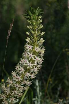 Imagem de Eucomis comosa (Houtt.) Wehrh.