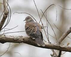 Image of Oriental Turtle Dove