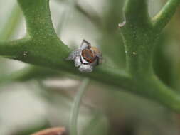 Image of Maratus vultus Otto & Hill 2016