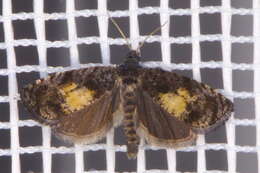 Image of Endothenia nigricostana Haworth 1811