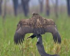 Image of Asian White-backed Vulture