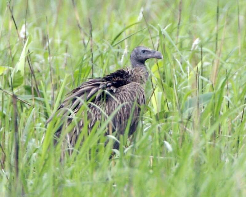 Image of Asian White-backed Vulture