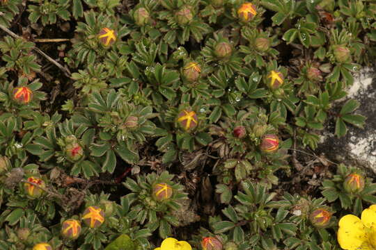 Image of Sibbaldia cuneifolia (Bertol.) Paule & Soják