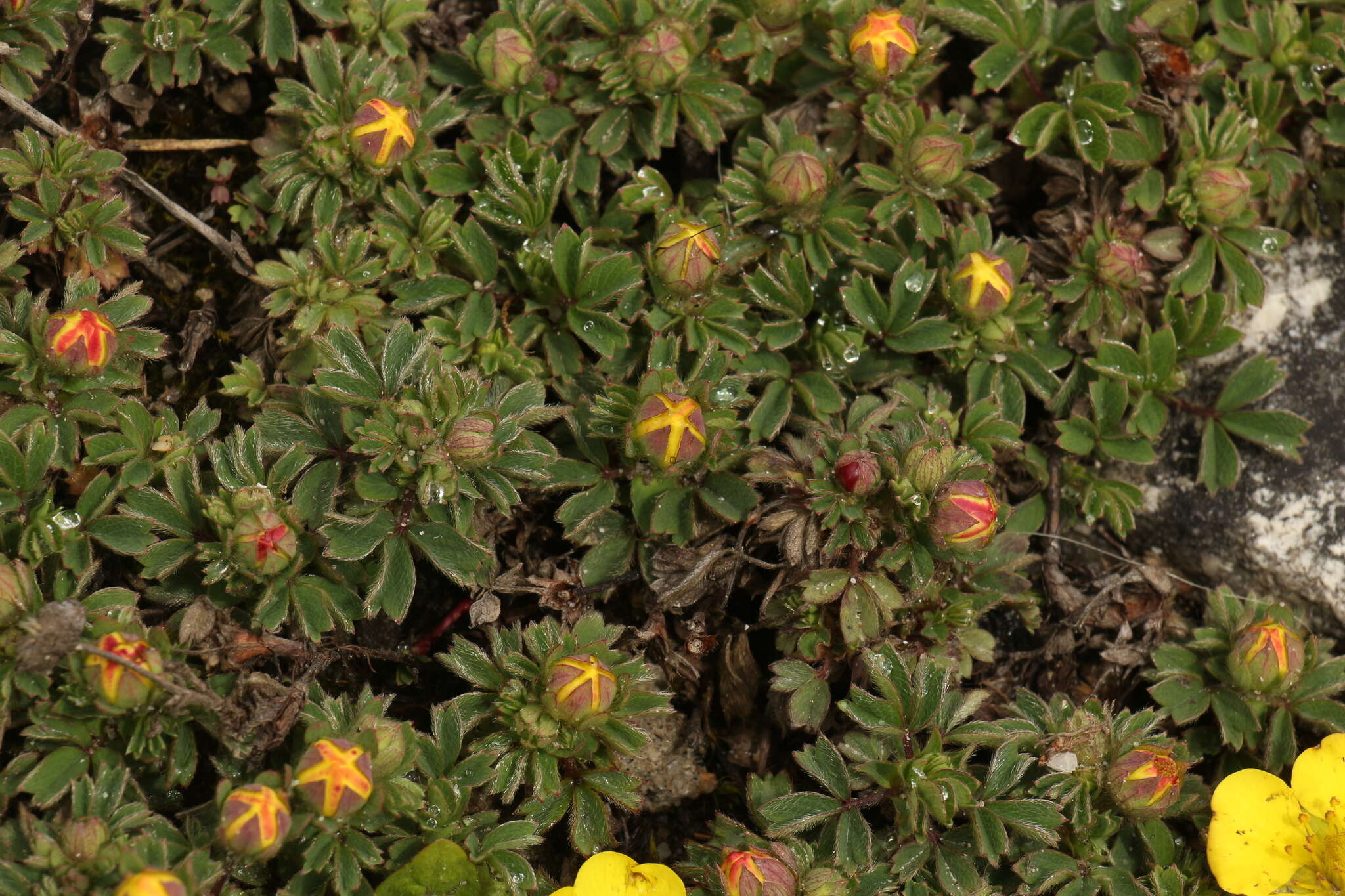Image of Sibbaldia cuneifolia (Bertol.) Paule & Soják