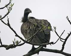 Image of Asian White-backed Vulture