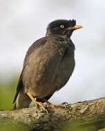 Image of Jungle Myna