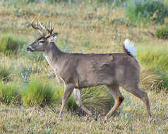 Image of Odocoileus virginianus ustus Trouessart 1910