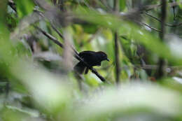 Image of Bicolored Antvireo