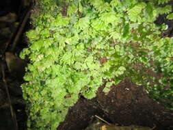 Image of Hymenophytaceae