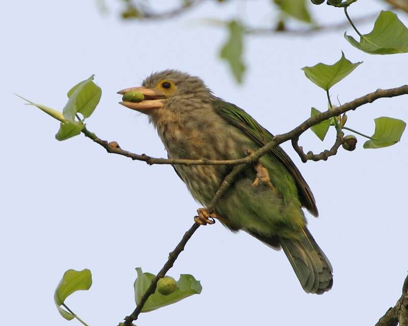 Psilopogon lineatus (Vieillot 1816) resmi