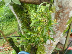 Image of mountain star orchid
