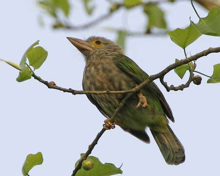 Psilopogon lineatus (Vieillot 1816) resmi