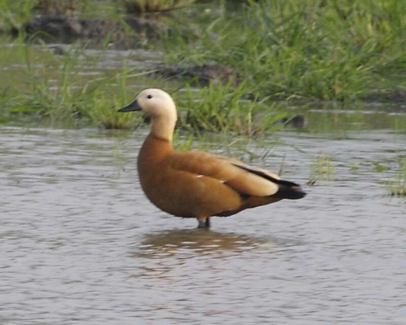 Image of Ruddy Shelduck