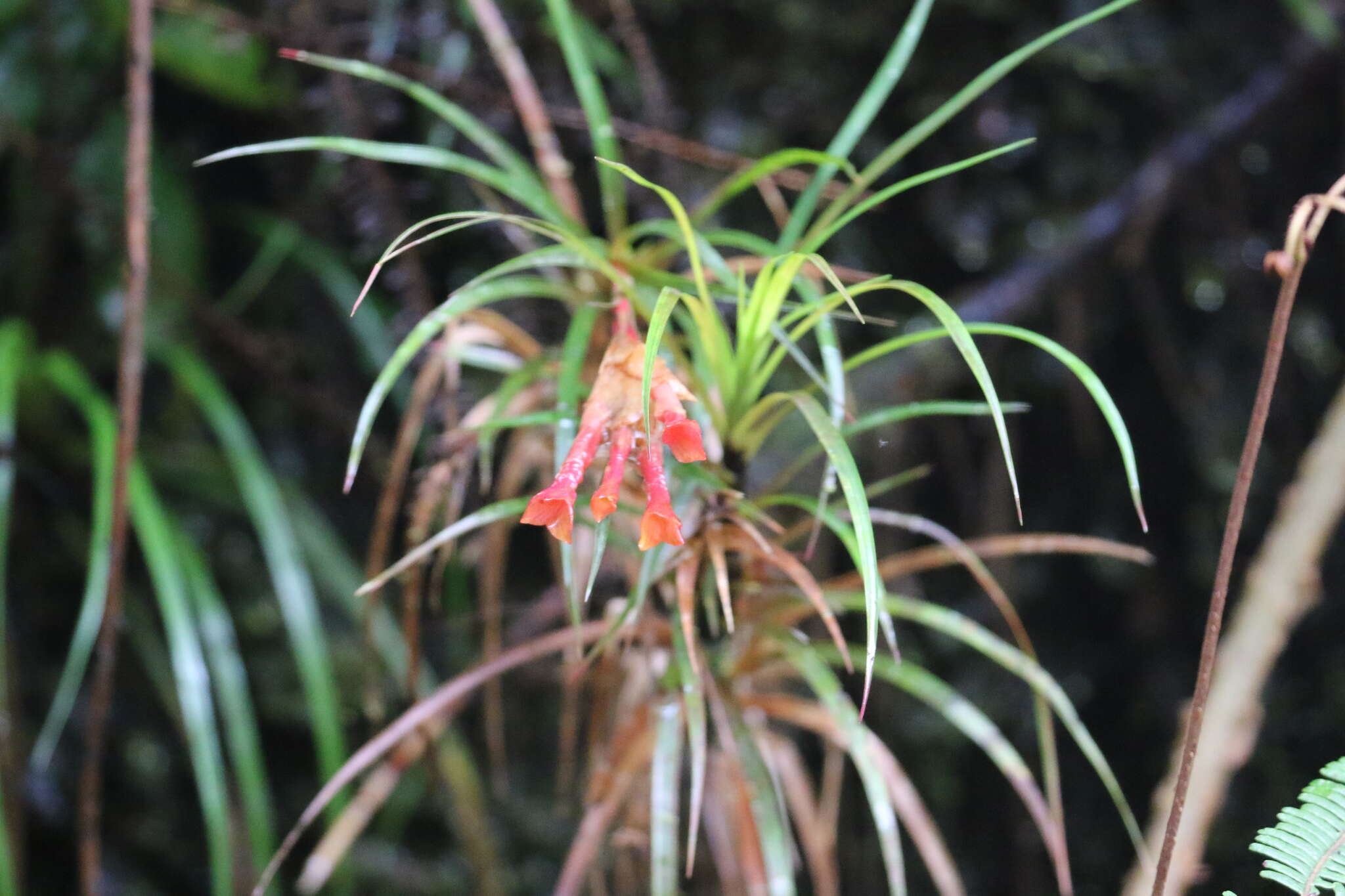 صورة Guzmania pearcei (Baker) L. B. Sm.