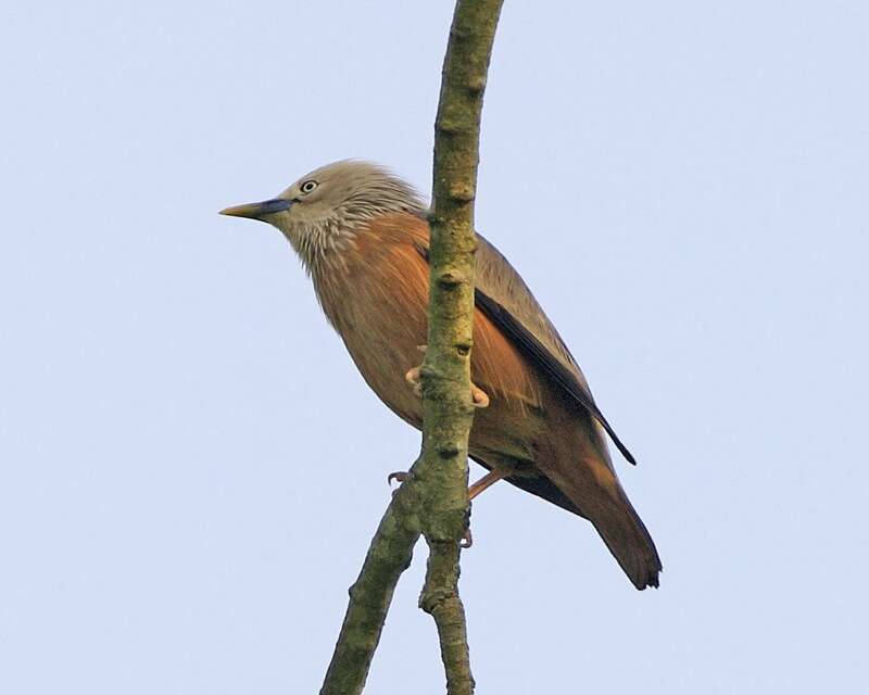 Image of Chestnut-tailed Starling