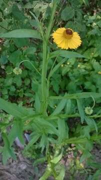 Image of Helenium mexicanum Kunth