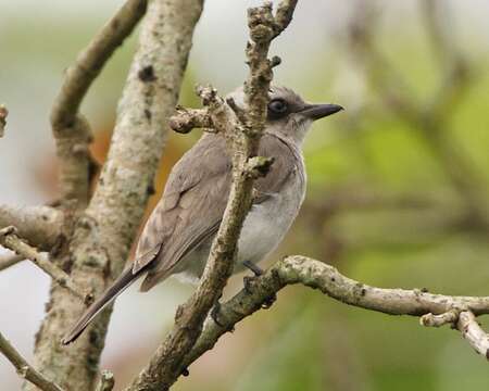 Слика од Tephrodornis pondicerianus (Gmelin & JF 1789)