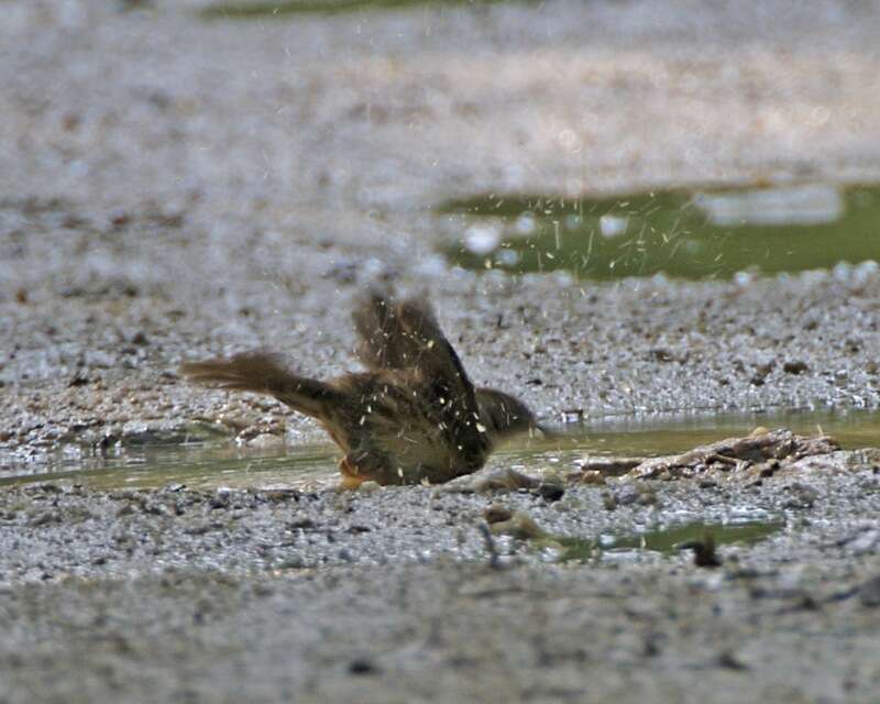 Image of Puff-throated Babbler