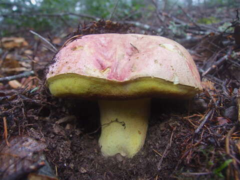 Image of Butyriboletus autumniregius D. Arora & J. L. Frank 2014