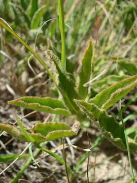 Image of Ceropegia foetidissima Bruyns