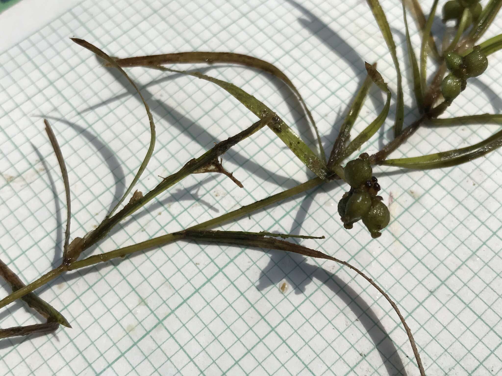 Image of Hill's pondweed