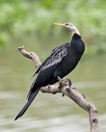 Image of Oriental Darter