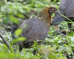 Image of Red Junglefowl