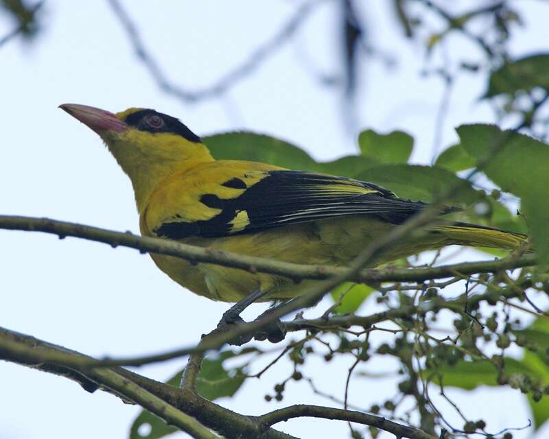 Image of Black-naped Oriole