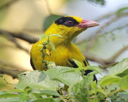 Image of Black-naped Oriole