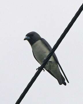 Image of White-breasted Woodswallow