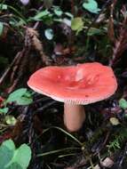 Image of Russula americana Singer 1940