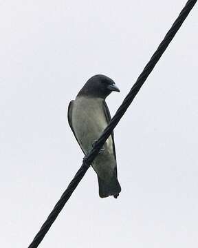 Image of White-breasted Woodswallow